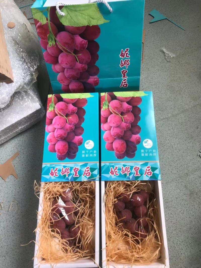 妮娜皇后葡萄苗，专业育苗基地品种纯正质壮苗纯质优价廉