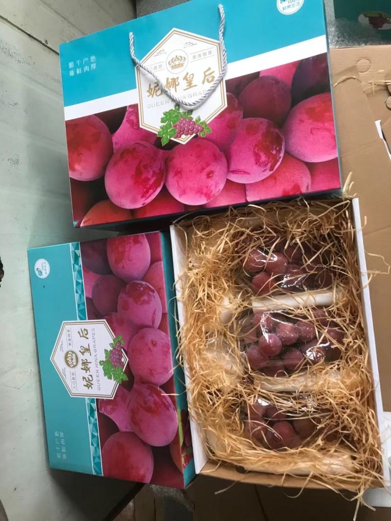 妮娜皇后葡萄苗，专业育苗基地品种纯正质壮苗纯质优价廉