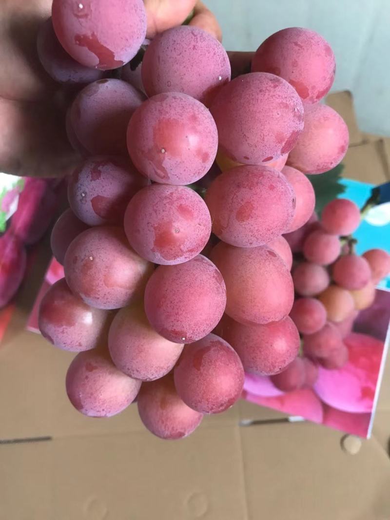 妮娜皇后葡萄苗，专业育苗基地品种纯正质壮苗纯质优价廉