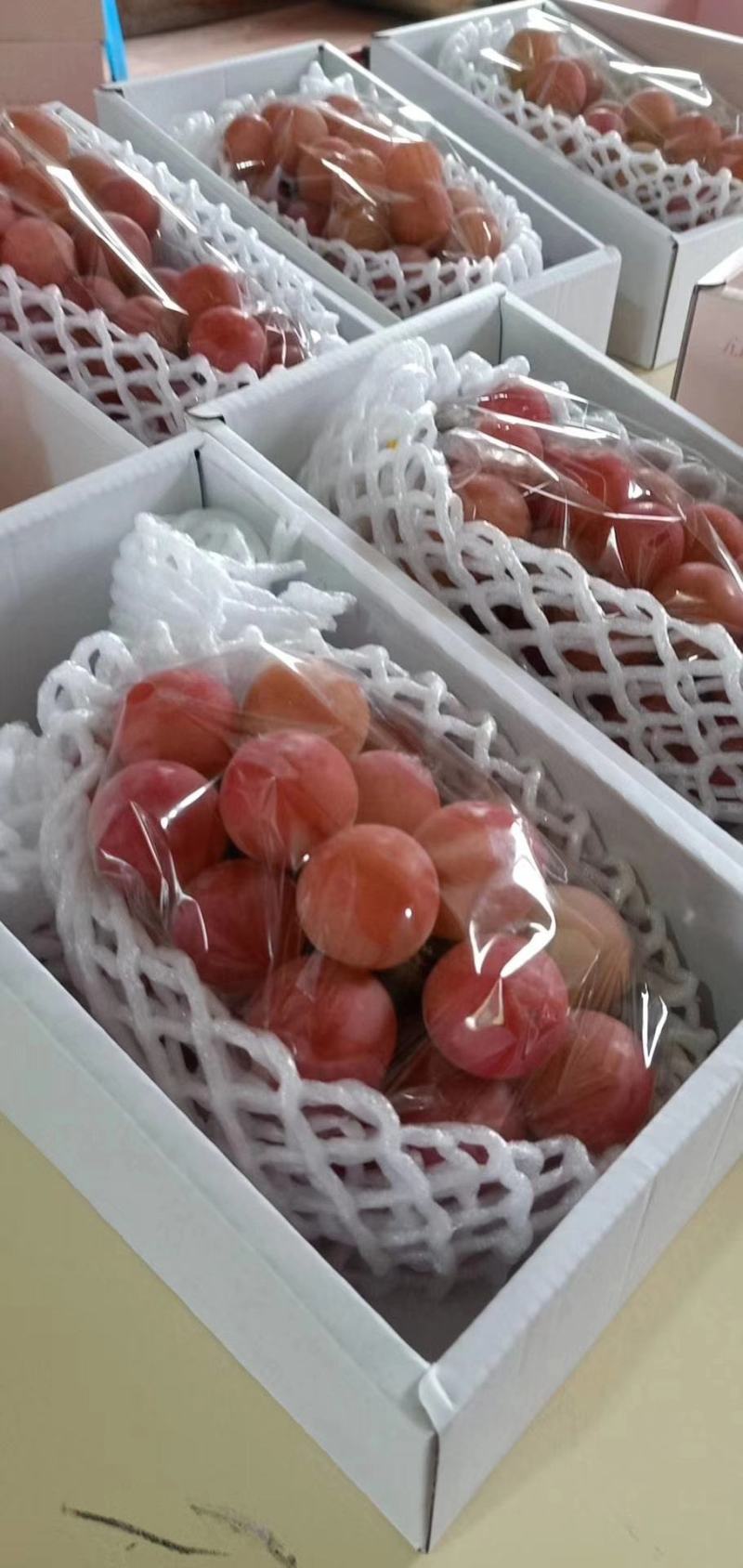 妮娜皇后葡萄苗，专业育苗基地品种纯正质壮苗纯质优价廉