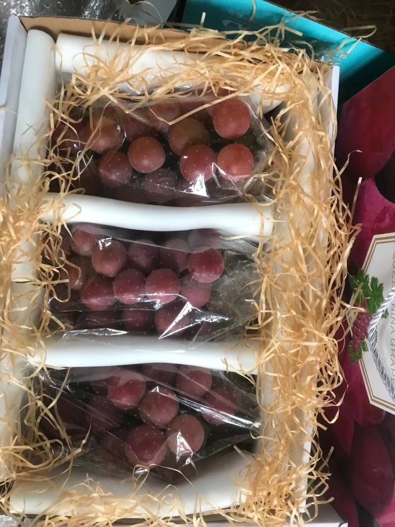妮娜皇后葡萄苗，专业育苗基地品种纯正质壮苗纯质优价廉