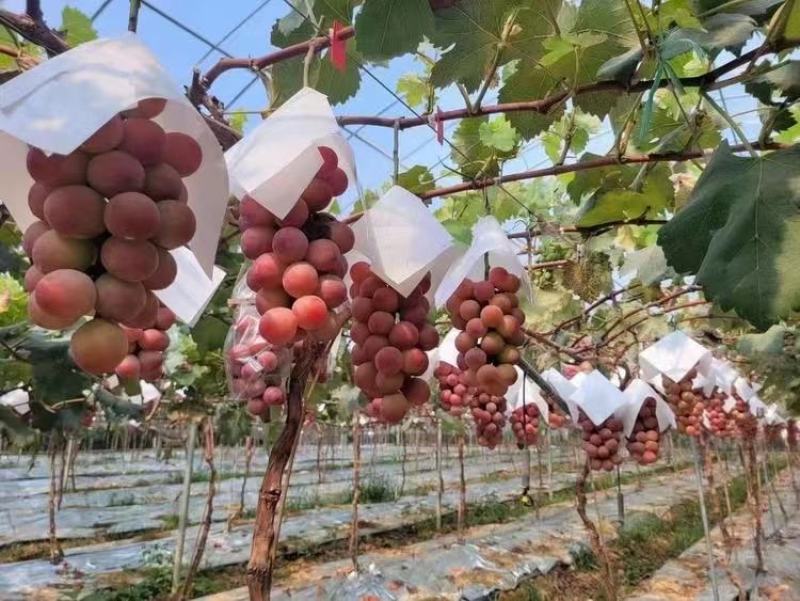 妮娜皇后葡萄苗山东葡萄苗基地，保证纯度质量