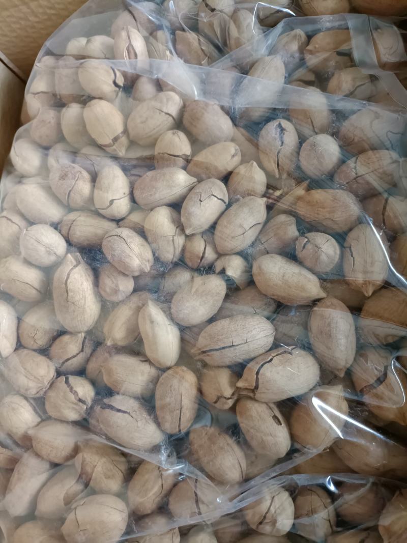 碧根果特好剥，普通手剥，厂家发货！电联下单均可