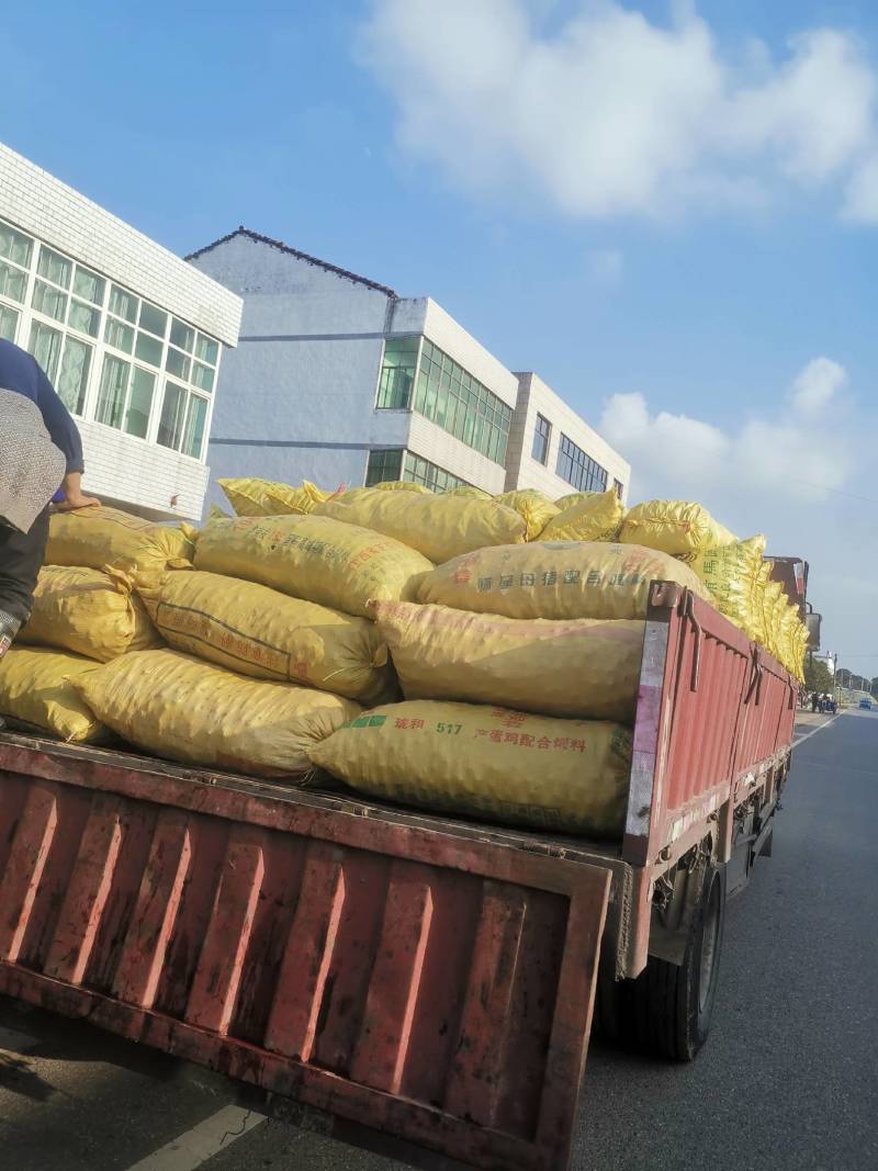 江西马蹄精品毛马蹄水洗大马蹄品质保证欢迎新老客户订购