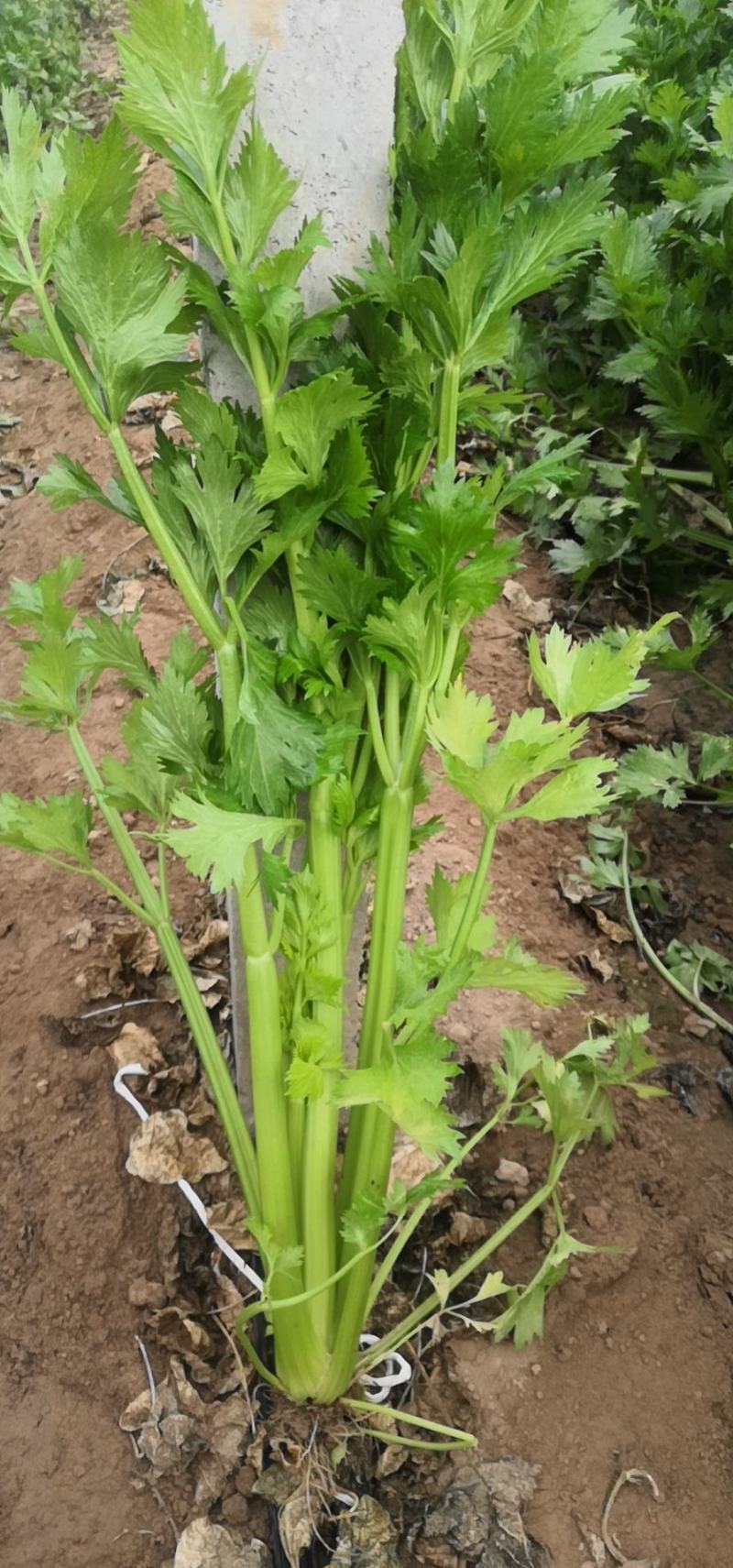 芹菜严重滞销