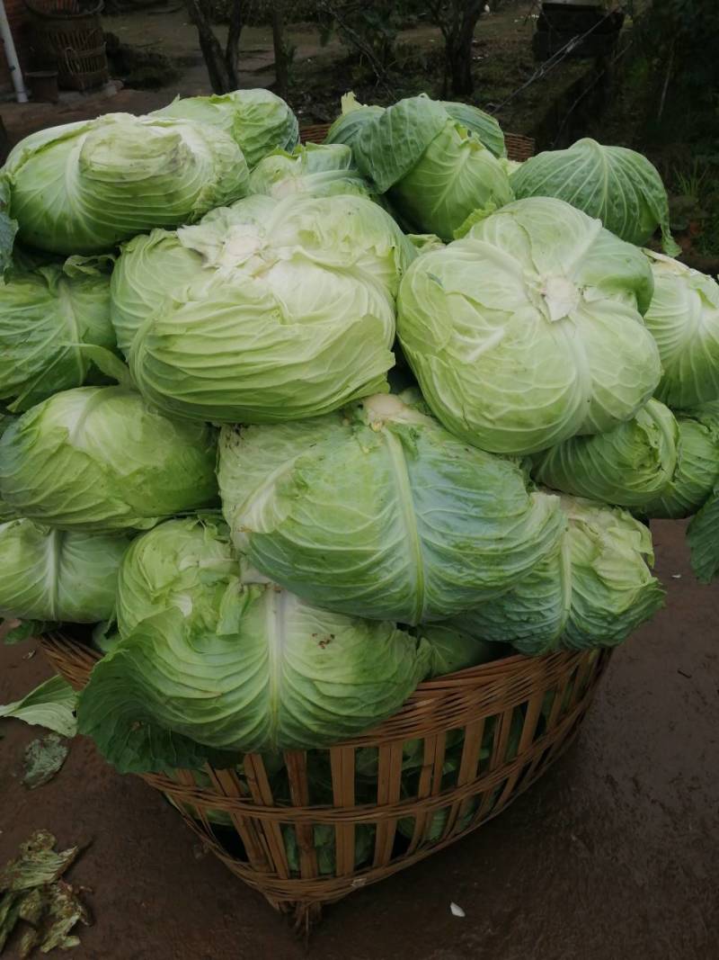 基地种植莲花白