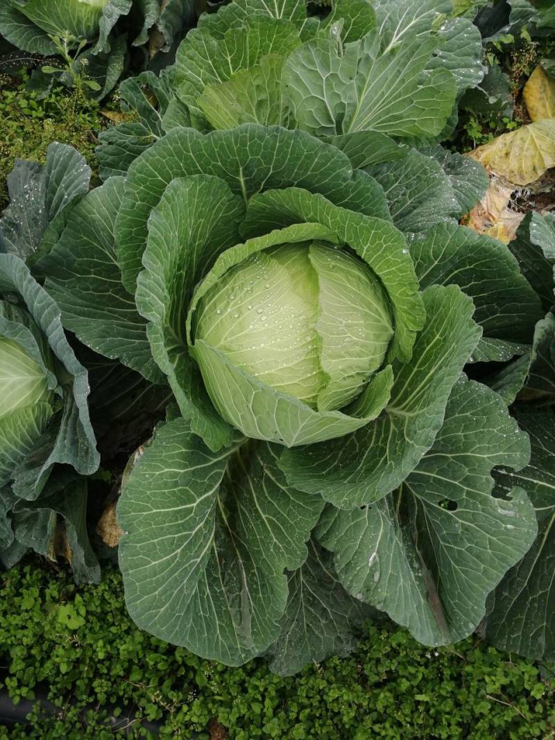 基地种植莲花白