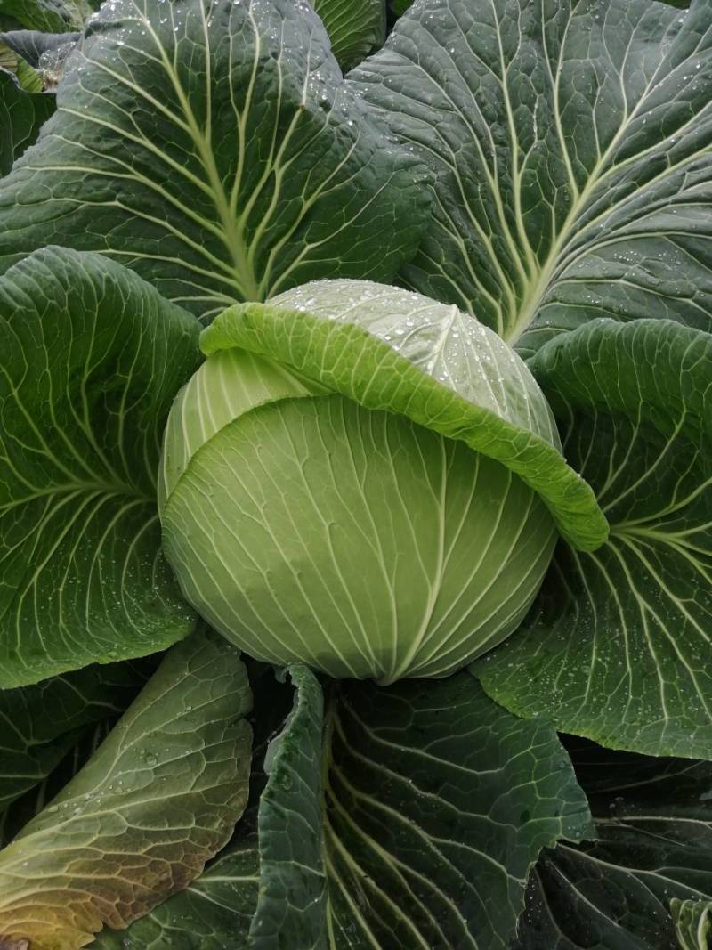 基地种植莲花白