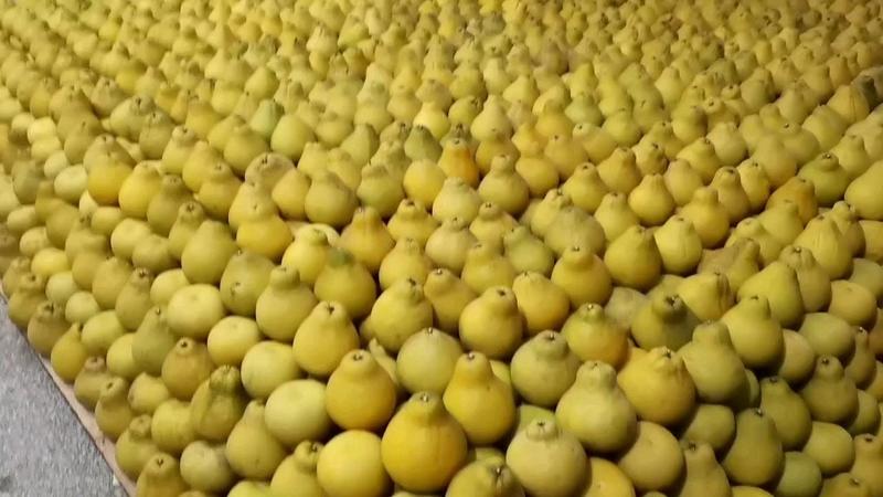 【精选】合江真龙柚，柚子原产地直供，货源充足，量大从优