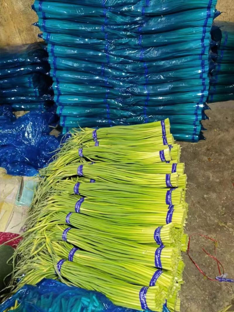 红帽蒜苔长年供应金乡蒜苔及农副产品的储存，加工等业务