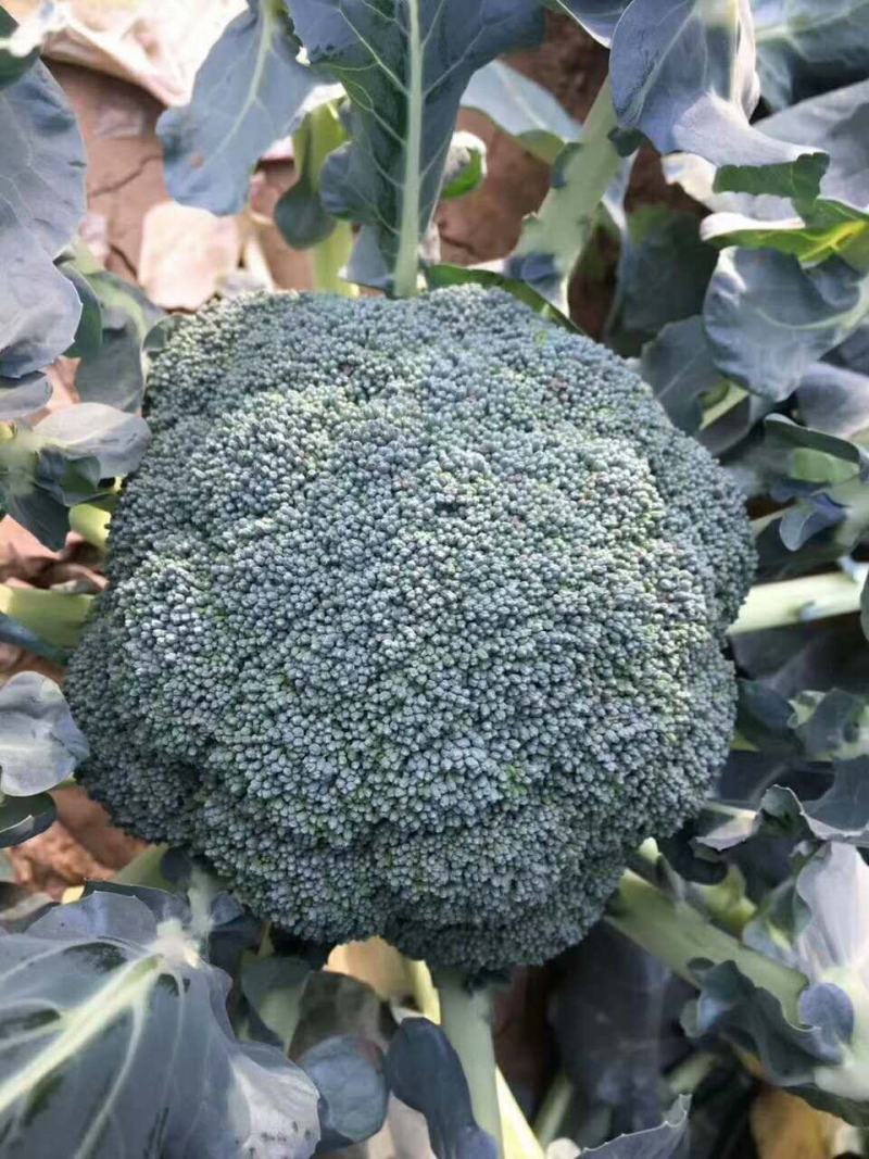 西兰花苗耐热炎秀耐寒优秀新秀品种种子种苗供应