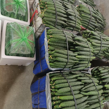 福建漳州精品黄瓜，产地直销，可长期供应……