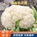 [松花菜]菜花有机花菜花菜白面青梗质优价廉市场商超