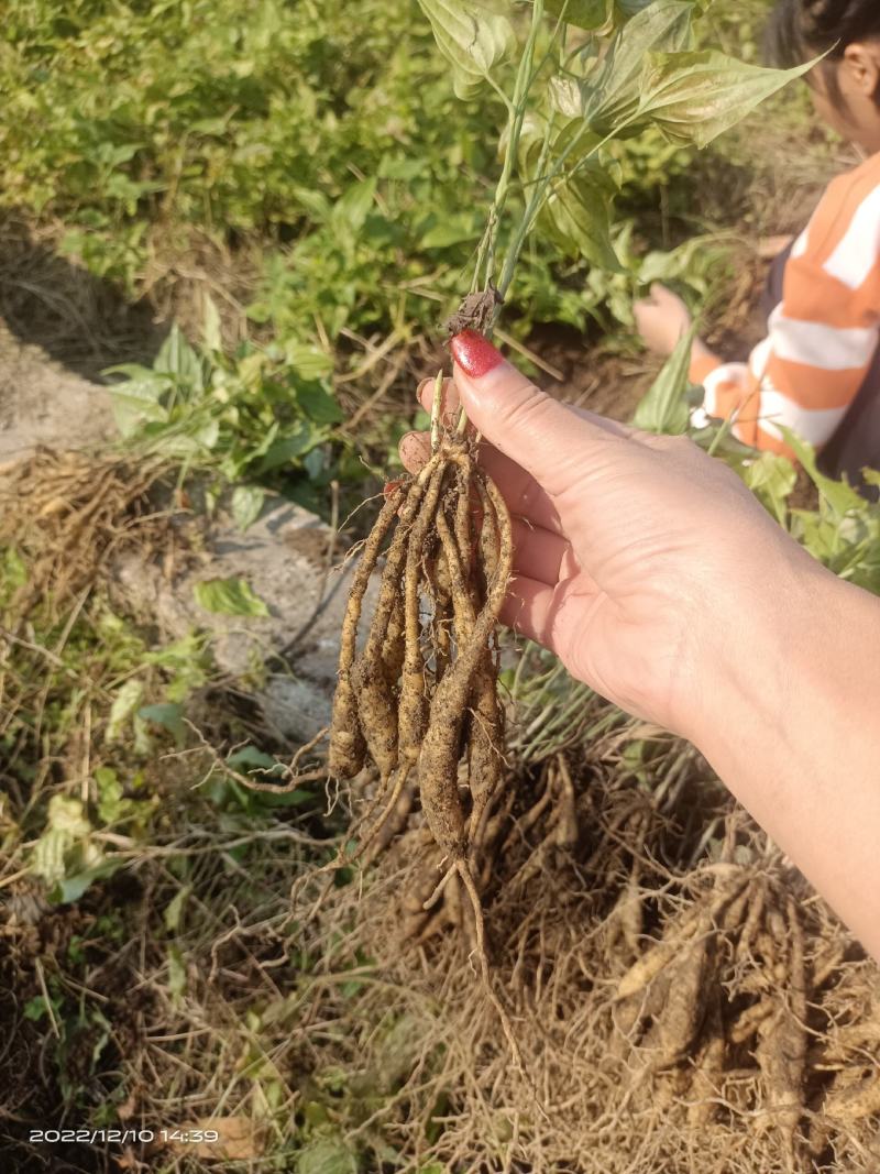 广西贺州红花，白花，百部苗，提供种植技术，基地直供
