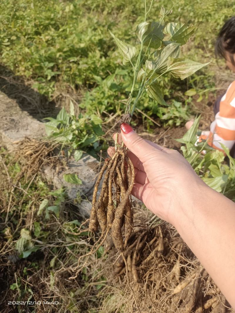 广西贺州红花，白花，百部苗，提供种植技术，基地直供