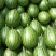 山东潍坊秋季吊瓜2k大量现货！皮薄口感好可以手剥皮吃的