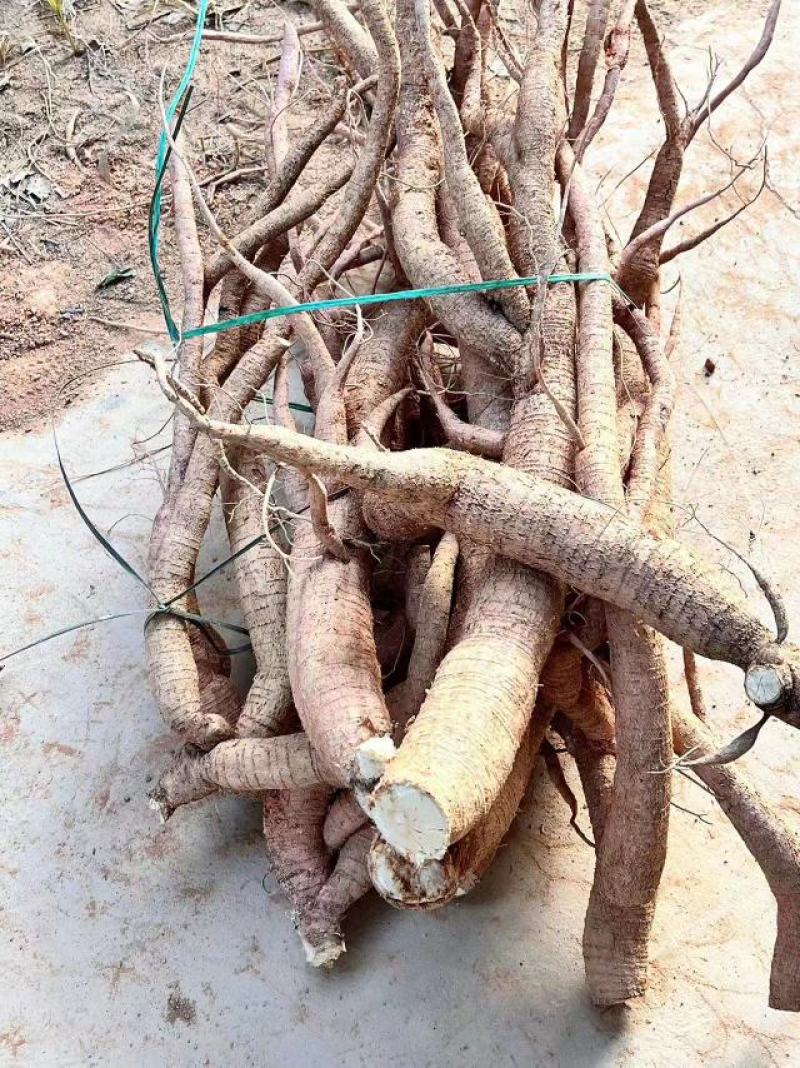 小叶牛大力苗，，成活好，根须发达，基地直供，货源充足