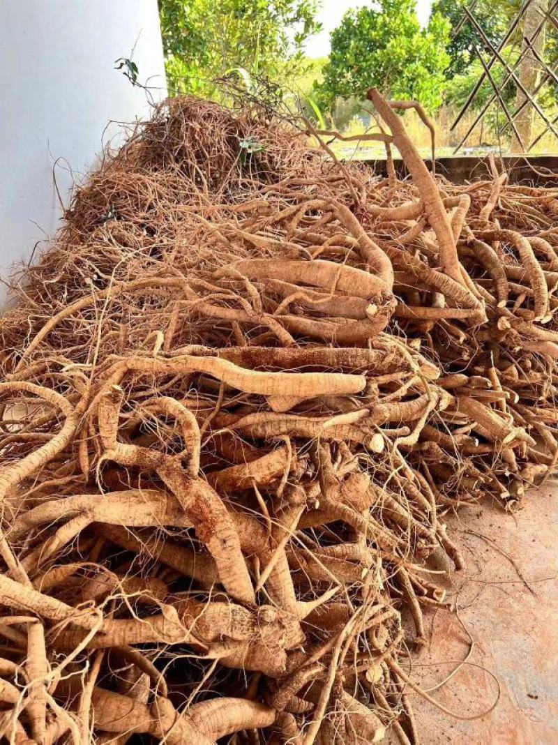 小叶牛大力苗，，成活好，根须发达，基地直供，货源充足
