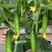 水果黄瓜种子未来巨力全雌耐低温翠绿色长度16厘米脆甜