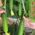 水果黄瓜种子未来巨力全雌耐低温翠绿色长度16厘米脆甜