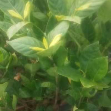 江西扦插水栀子苗