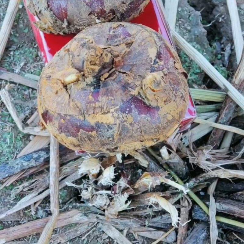 【实力】广西贺州毛马蹄-口感好-量大从优-价格优惠