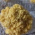 鲜金耳菌
