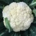 [松花菜]菜花有机花菜花菜白面青梗质优价廉市场商超