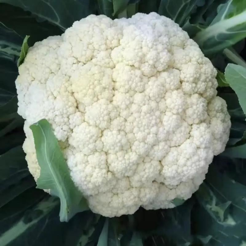 [松花菜]菜花有机花菜花菜白面青梗质优价廉市场商超