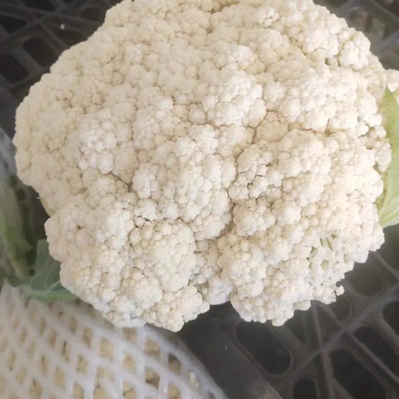 [松花菜]菜花有机花菜花菜白面青梗质优价廉市场商超