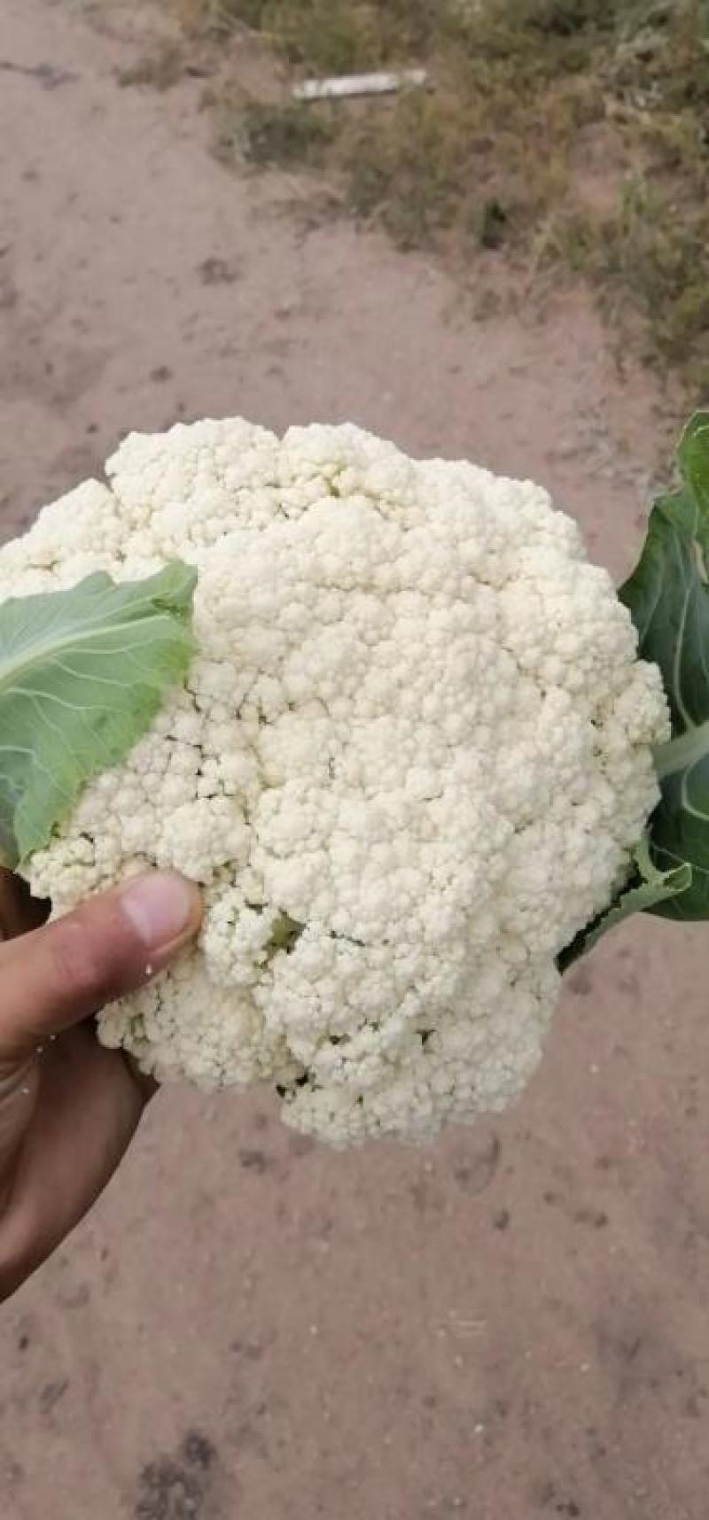 [松花菜]菜花有机花菜花菜白面青梗质优价廉市场商超