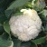 [松花菜]菜花有机花菜花菜白面青梗质优价廉市场商超
