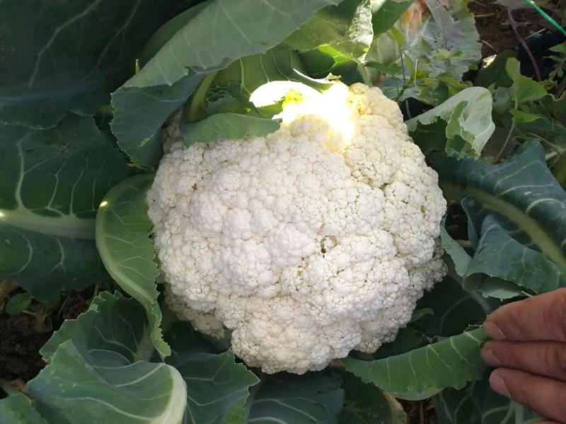 [松花菜]菜花有机花菜花菜白面青梗质优价廉市场商超