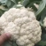 [松花菜]菜花有机花菜花菜白面青梗质优价廉市场商超
