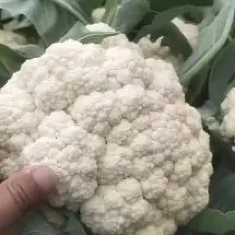 [松花菜]菜花有机花菜花菜白面青梗质优价廉市场商超