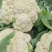 [松花菜]菜花有机花菜花菜白面青梗质优价廉市场商超