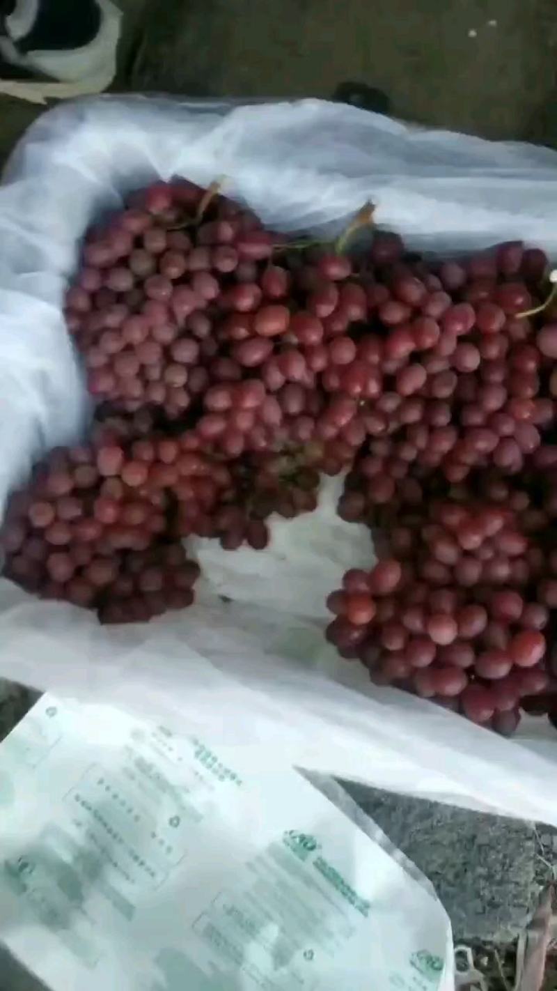 【河北特级】克伦生鲜果，即库存，口感好颜色亮供应各大商超