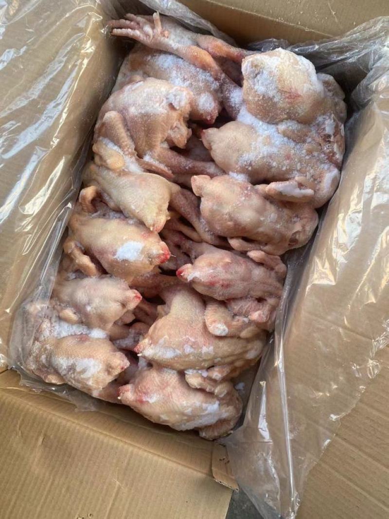 二级三黄鸡
