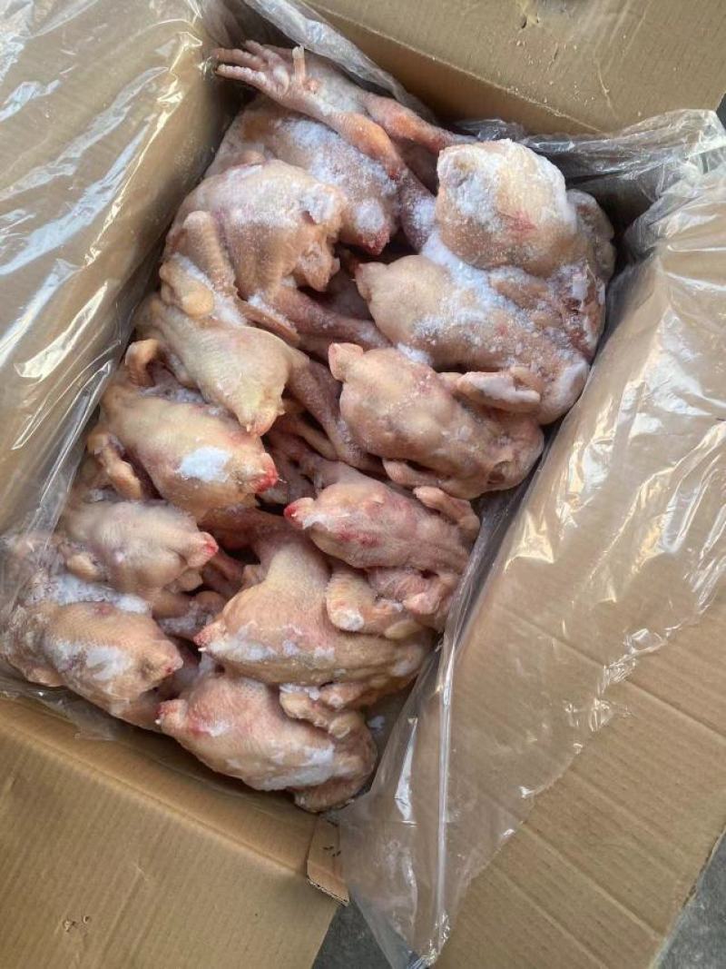 二级三黄鸡