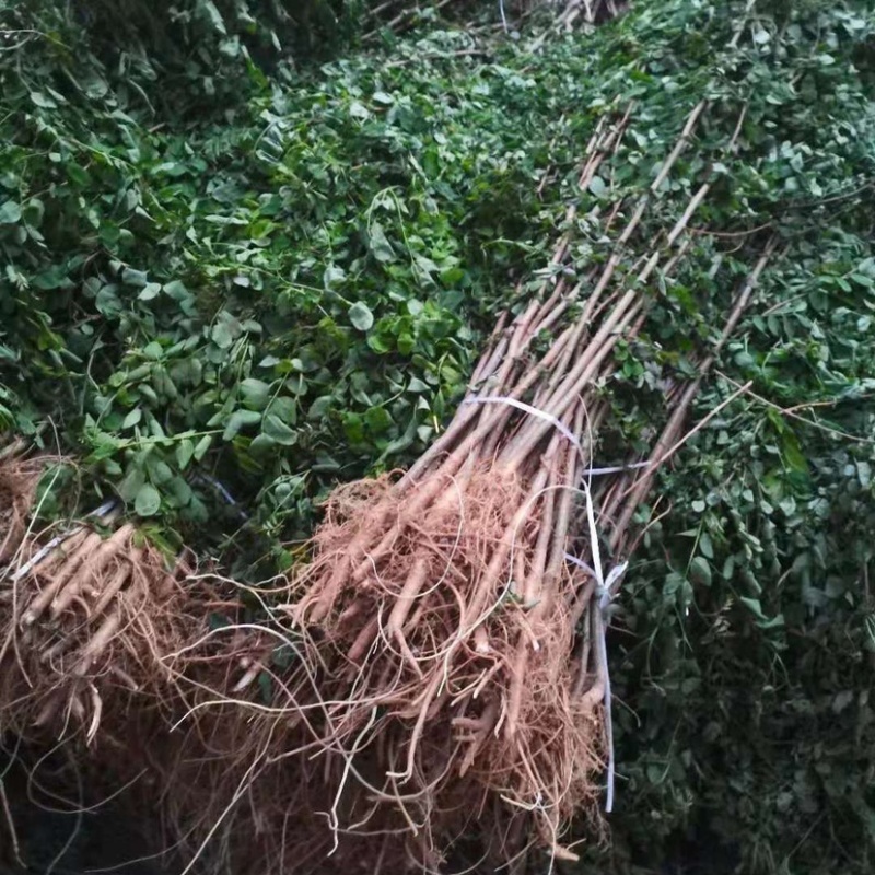 《推荐》刺槐苗槐树基地规格齐全基地直发欢迎咨询