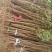 《推荐》刺槐苗槐树基地规格齐全基地直发欢迎咨询