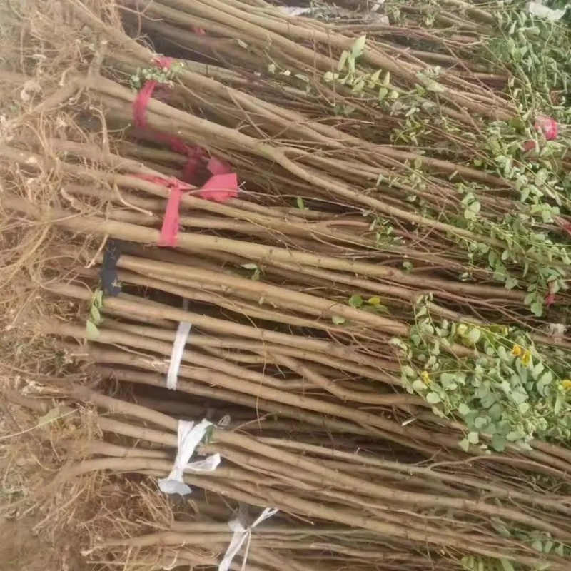 《推荐》刺槐苗槐树基地规格齐全基地直发欢迎咨询