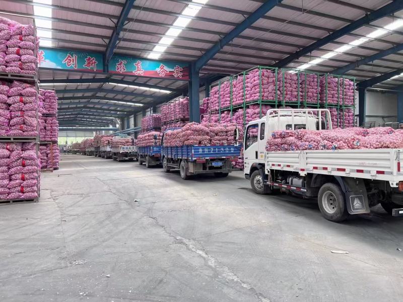 金乡大蒜自产自销价格低随到随装代加工各包装保质保量。