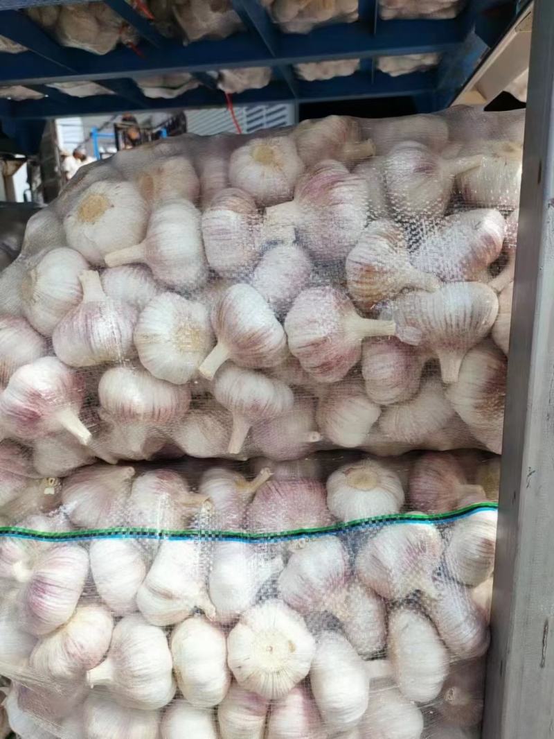 金乡大蒜自产自销价格低随到随装代加工各包装保质保量。