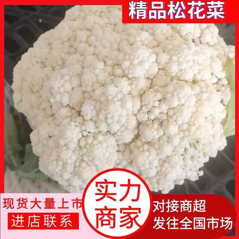 [菜花]白面青梗松花菜有机花菜花菜有机花品质欢迎来电