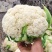 [菜花]白面青梗松花菜有机花菜花菜有机花品质欢迎来电