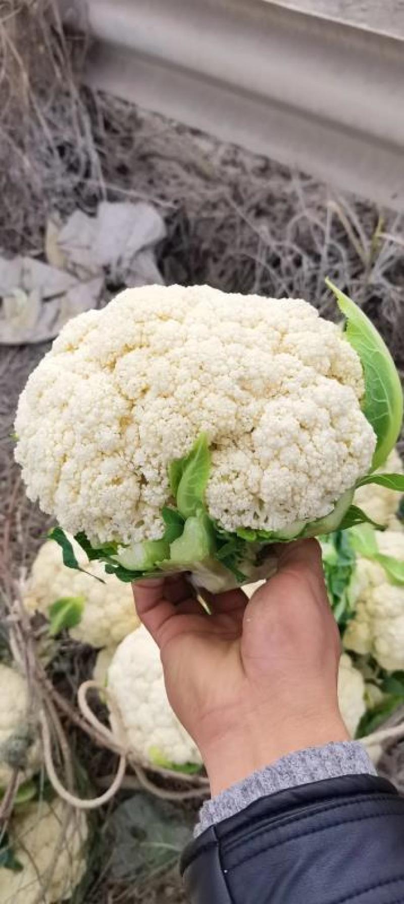 [菜花]白面青梗松花菜有机花菜花菜有机花品质欢迎来电