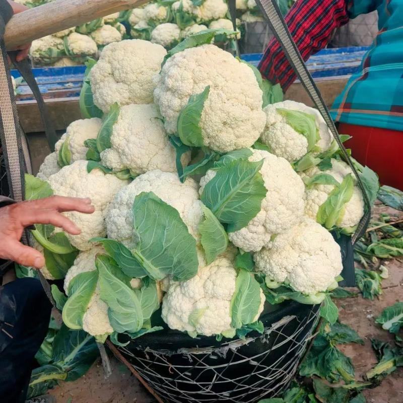 [菜花]白面青梗松花菜有机花菜花菜有机花品质欢迎来电