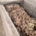 出售大姜300吨，水洗净姜，无坏的，无杂，保证质量价格优