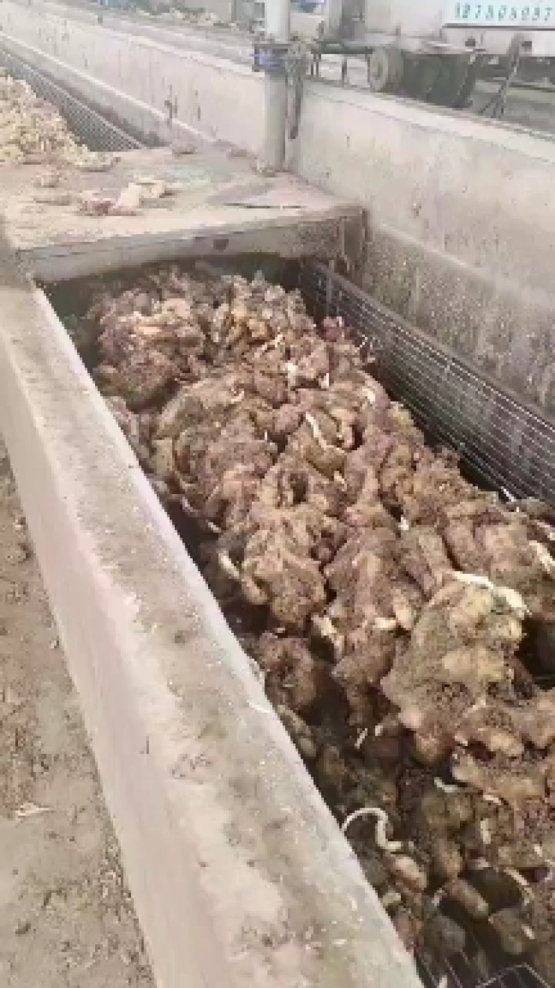 出售大姜300吨，水洗净姜，无坏的，无杂，保证质量价格优